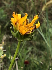 Coreopsis lanceolata