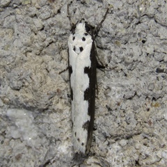 Ethmia bipunctella