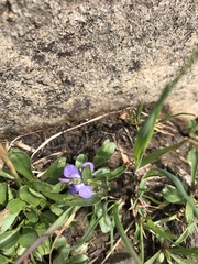 Viola labradorica
