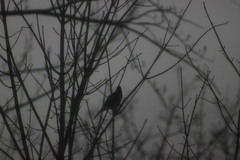 Cyanocitta cristata bromia