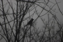 Cyanocitta cristata bromia