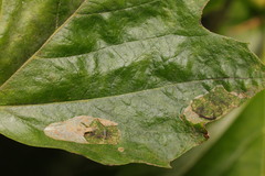Phyllonorycter platani