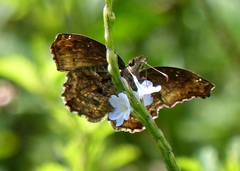 Anisochoria sublimbata