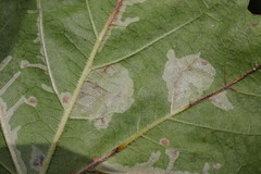 Phyllonorycter platani