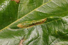 Phyllonorycter platani