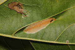 Phyllonorycter platani