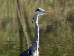 Ardea cinerea