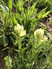 Castilleja occidentalis