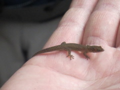Sphaerodactylus altavelensis