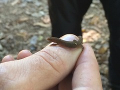 Sphaerodactylus clenchi