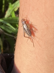 Allonemobius tinnulus