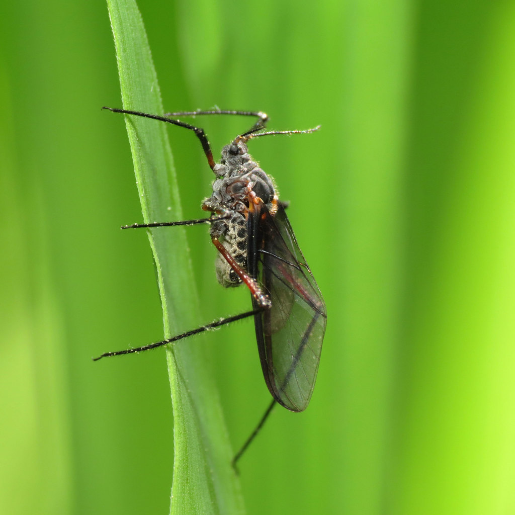 giant bark aphid