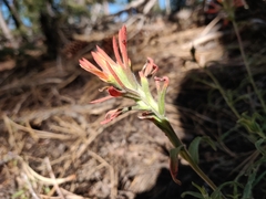 Castilleja montigena