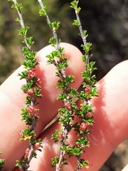 Cliffortia micrantha
