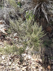 Cliffortia micrantha