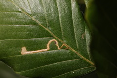 Stigmella tityrella