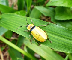 Chauliognathus missionum