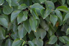 Hedera canariensis