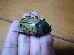 Dynastes hyllus