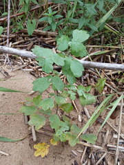 Thalictrum flavum
