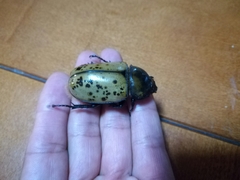 Dynastes hyllus