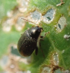 Epitrix atropae