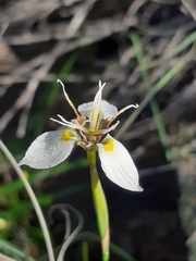 Moraea lilacina