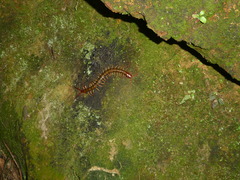 Scolopendra multidens
