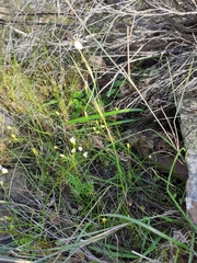 Moraea lilacina