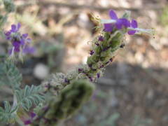 Dalea lanata lanata