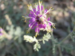 Dalea lanata lanata