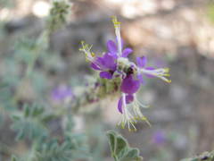 Dalea lanata lanata