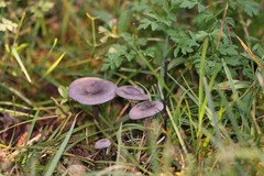 Pseudoclitocybe obbata