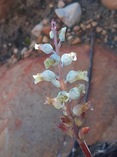 Image of Lachenalia judithiae by (c) Brian du Preez, some rights reserved (CC BY-SA)