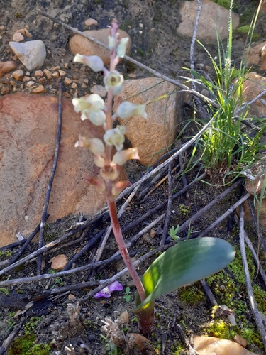 Image of Lachenalia judithiae by (c) Brian du Preez, some rights reserved (CC BY-SA)
