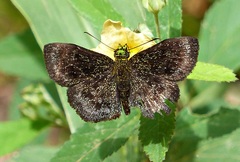 Staphylus chlorocephala