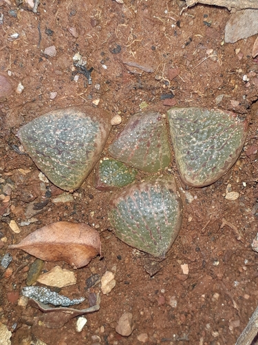 Haworthia emelyae