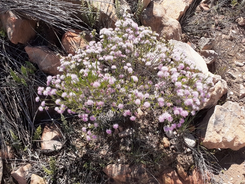 Image of Agathosma sp9 by (c) Brian du Preez, some rights reserved (CC BY-SA)