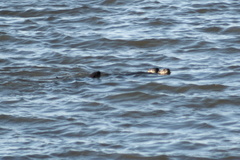 Lontra longicaudis
