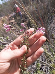 Freylinia densiflora