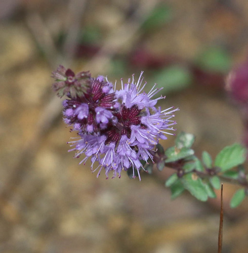 Salvia