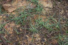Littorella uniflora