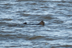 Lontra longicaudis
