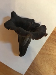 Craterellus