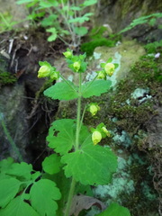 Scrophularia vernalis