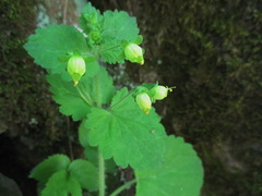 Scrophularia vernalis