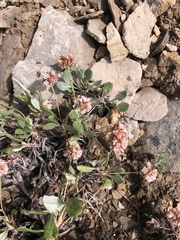 Eriogonum coloradense