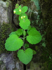 Scrophularia vernalis