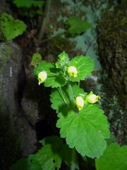 Scrophularia vernalis