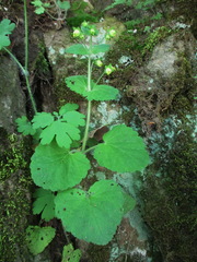 Scrophularia vernalis